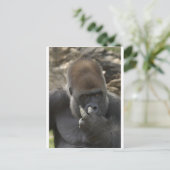 ゴリラが鼻を選ぶ – eeewwwwwwwww! ポストカード (スタンド正面)