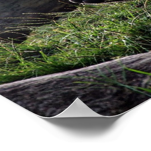 ゴリラと太陽 ポスター (角)