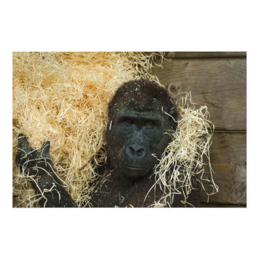 ゴリラと彼の木毛 フォトプリント (正面)