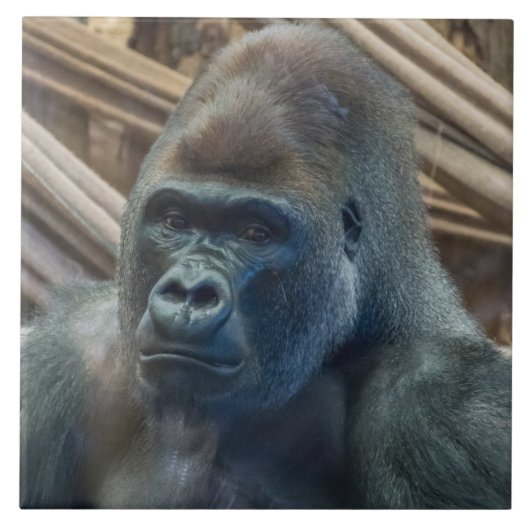 ゴリラのクローズドビューのセラミックタイル タイル (正面)