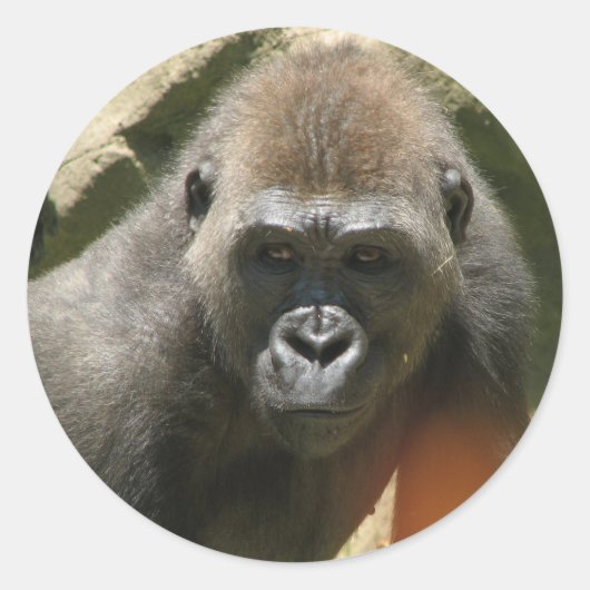 ゴリラのシール ラウンドシール (正面)