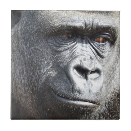ゴリラのタイル タイル (正面)