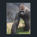 ゴリラのポストカード ポストカード<br><div class="desc">フロリダ州ジャクソンビル動物園のシルバーバックゴリラ</div>