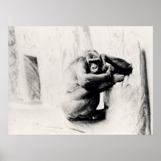 ゴリラのポーズ ポスター (正面)