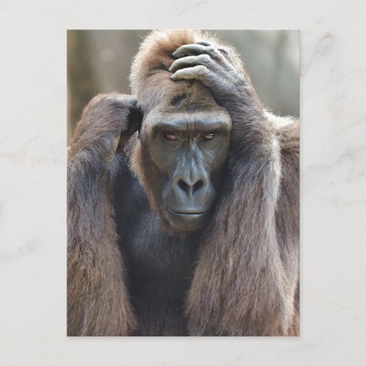 ゴリラのポーズ ポストカード (正面)