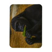ゴリラの優雅 - 写実的な野生動物の肖像画 マグネット (縦)