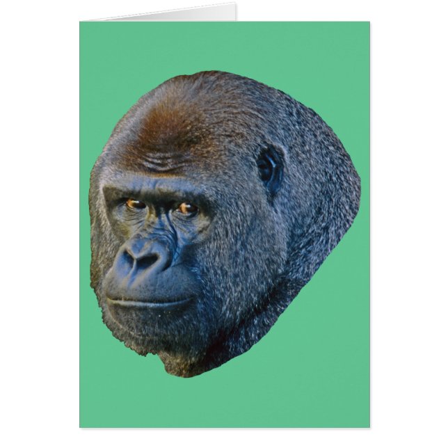ゴリラの写真 (正面)