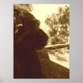 ゴリラの夢 ポスター (正面)