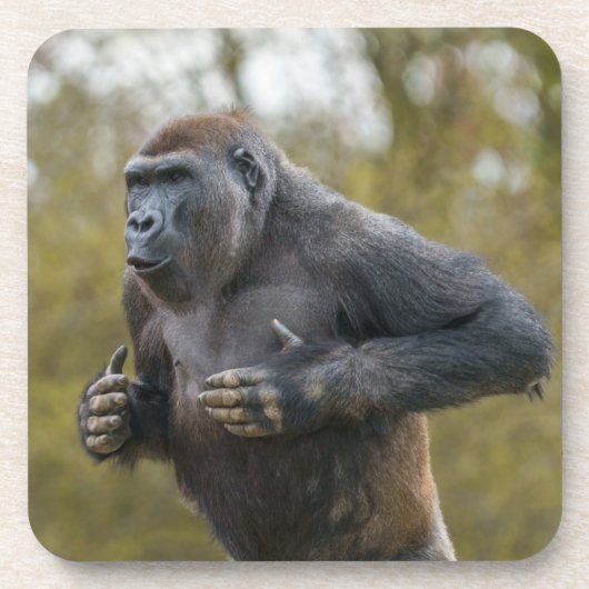 ゴリラを打つ胸部 コースター (正面)
