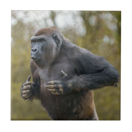 ゴリラを打つ胸部 タイル (正面)