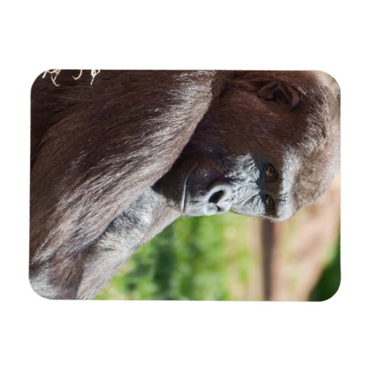 ゴリラを日に照らしてシャファイ マグネット (横)