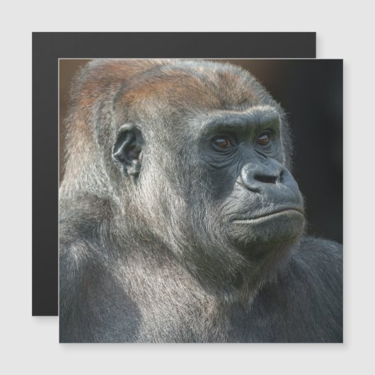 ゴリラオザラ (正面/裏面)