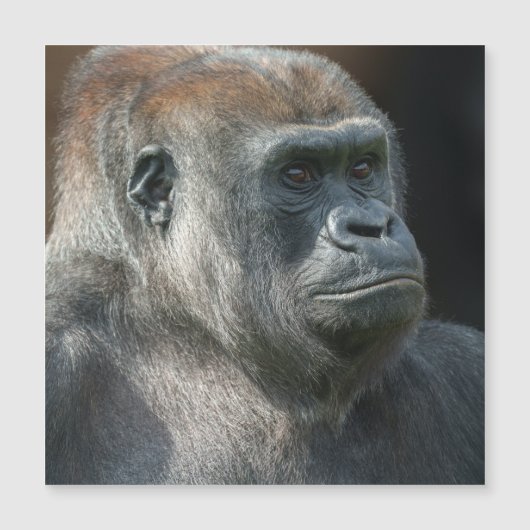 ゴリラオザラ (正面)