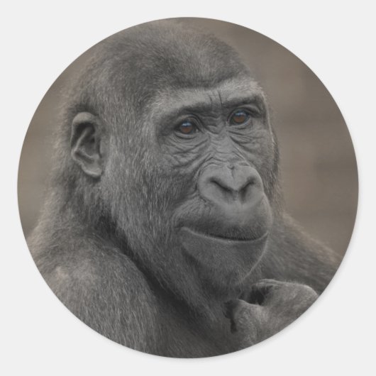 ゴリラシュファイ ラウンドシール (正面)