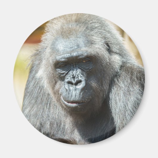 ゴリラビディ マグネット (正面)