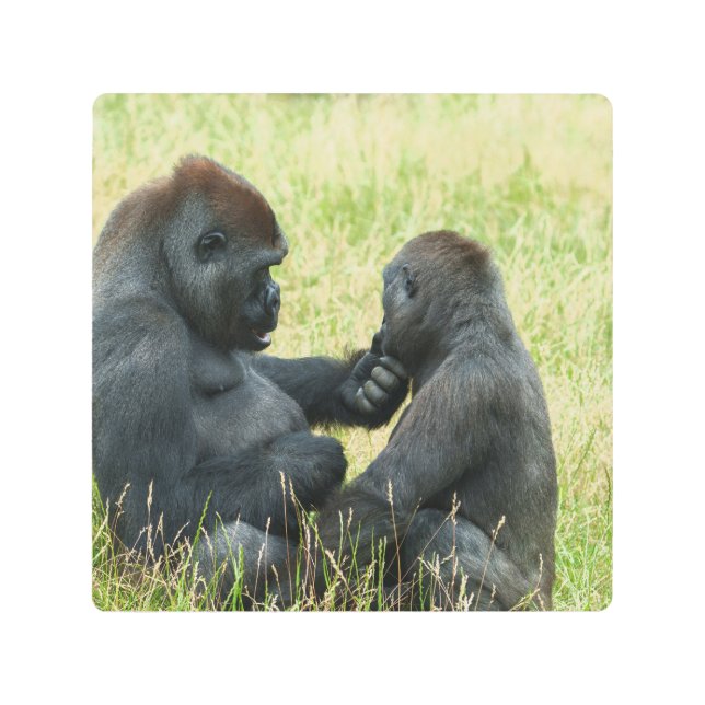 ゴリラブラザーズフォーエバー メタルプリント (正面)