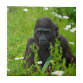 ゴリラベビーの隠れ草の広場 タイル