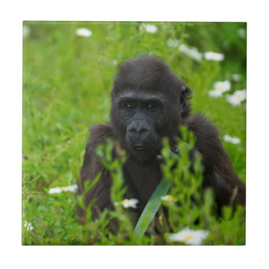 ゴリラベビーの隠れ草の広場 タイル (正面)