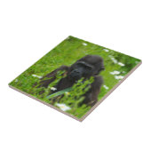 ゴリラベビーの隠れ草の広場 タイル (側面)