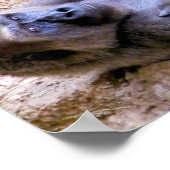 ゴリラリラックス、関連、リリース_ ポスター (角)