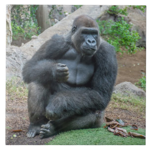 ゴリラ動物園の陶製タイル タイル