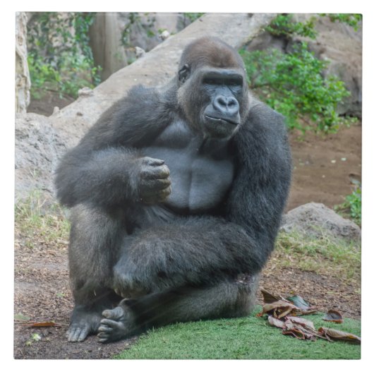 ゴリラ動物園の陶製タイル タイル (正面)