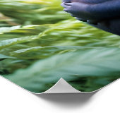 ゴリラ動物自然野生動物の気に愛情 ポスター (角)