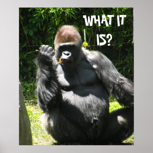 ゴリラ挨拶ポスター ポスター (正面)