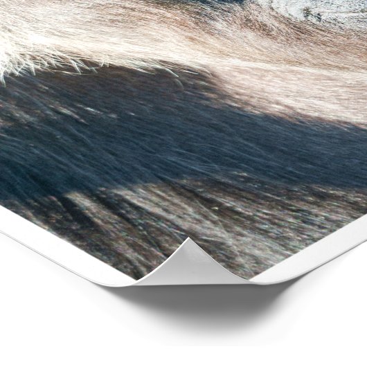 ゴリラ族 ポスター (角)