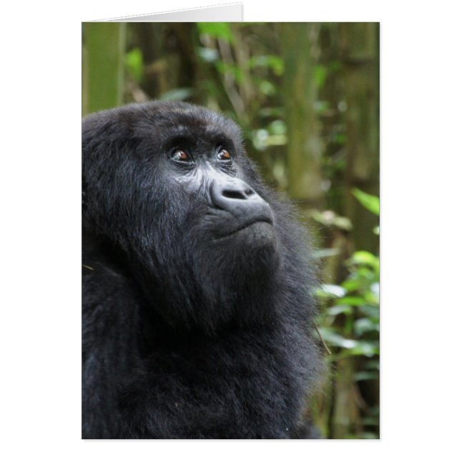 ゴリラ私の夢-女性 (正面)