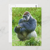 ゴリラ葉書 ポストカード (正面/裏面)