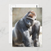 ゴリラ葉書 ポストカード (正面/裏面)