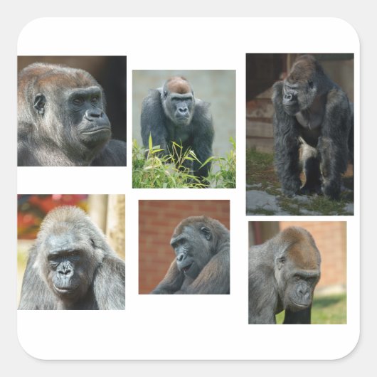 ゴリラ軍 スクエアシール (正面)