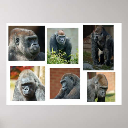 ゴリラ軍 ポスター (正面)