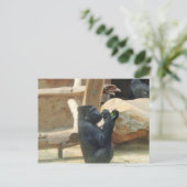 ゴリラ食べーの彼のランチ,動物,野生動物,サル ポストカード (スタンド正面)