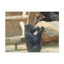 ゴリラ食べーの彼のランチ，動物，野生動物，サル