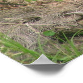 ゴリラ002キャンバス ポスター (角)