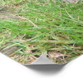 ゴリラ007キャンバス ポスター (角)