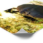 ゴリラ2 ポスター (角)