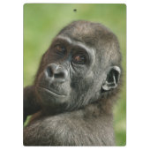 ゴリラ クリップボード (裏面)