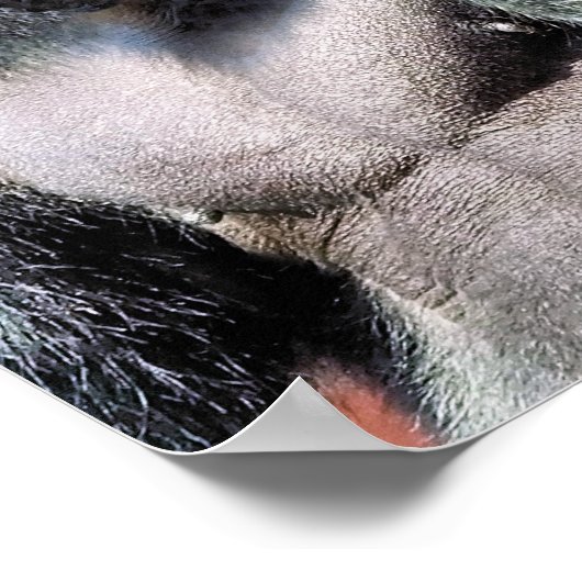 ゴリラ ポスター (角)