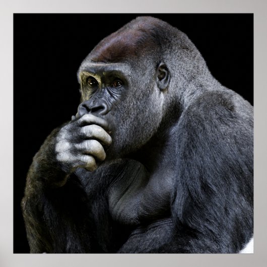ゴリラ ポスター (正面)