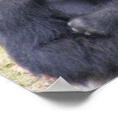 ゴリラ ポスター (角)