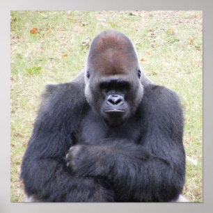 ゴリラ ポスター