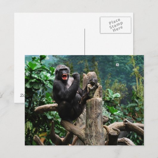ゴリラ ポストカード (正面/裏面)