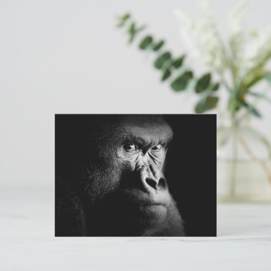 ゴリラ ポストカード (スタンド正面)
