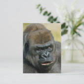 ゴリラ・マザー ポストカード (スタンド正面)