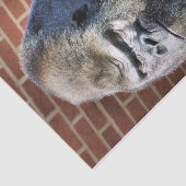 ゴリラ 薄葉紙 (詳細)