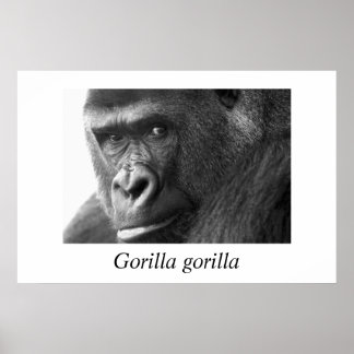 ゴリラ#1-Gorilla ポスター