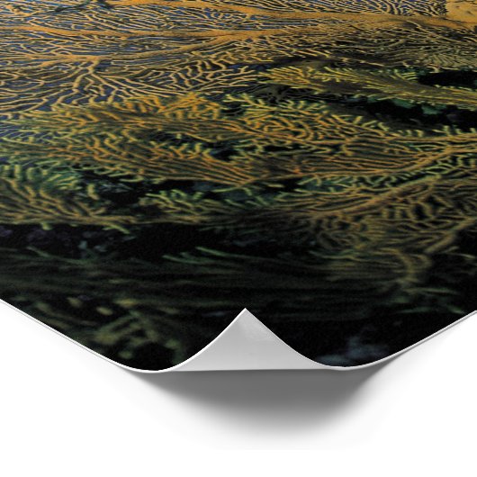 ゴルゴニア珊瑚 ポスター (角)